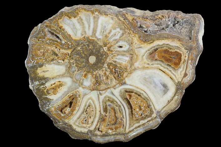 Cut/Polished Calycoceras Ammonite (Half) - Texas #93543